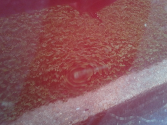 Name:  2013-06-04183322_zps3be91979.jpg
Views: 100
Size:  95.0 KB