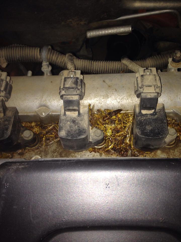 Name:  grasshoppers_zps4f841841.jpg
Views: 17
Size:  83.2 KB