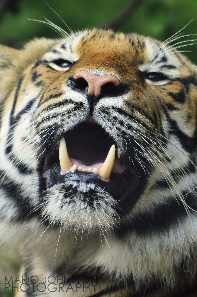 Name:  _DSC6433_zps80387ef3.jpg
Views: 136
Size:  114.9 KB