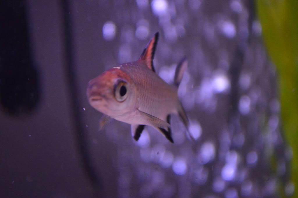 Name: DSC_0143_zps24940304.jpg
Views: 97
Size: 35.4 KB