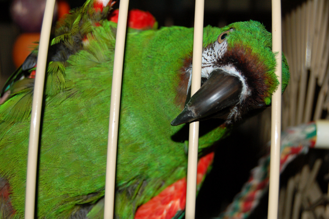 Name: Kiwi-Waiting-for-Head-Scratching-WEB_zps1506c5a9.jpg
Views: 112
Size: 270.4 KB