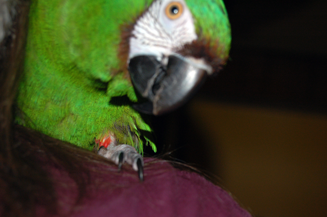 Name: Kiwi-on-my-Shoulder-WEB_zps862c6490.jpg
Views: 150
Size: 211.3 KB