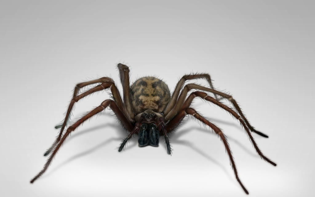 Name:  spider.jpg
Views: 100
Size:  49.2 KB