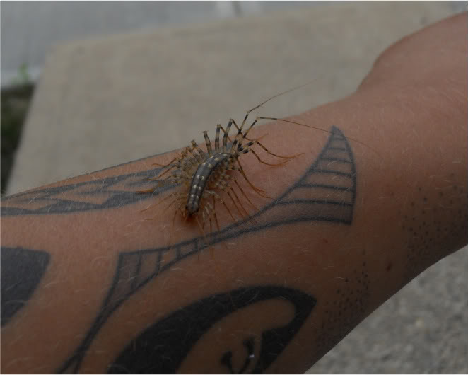 Name:  DSCN0529-1.jpg
Views: 54
Size:  33.7 KB