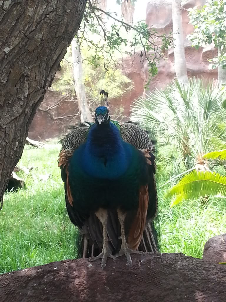 Name:  20130414_123756_zps56e89a89.jpg
Views: 49
Size:  195.4 KB