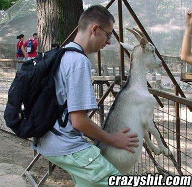 Name:  goat_humping.jpg
Views: 12
Size:  38.4 KB