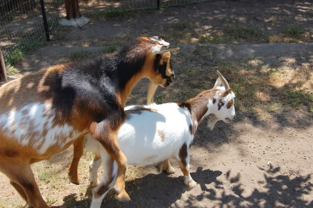 Name:  20-funny-goat-sex.jpg
Views: 13
Size:  73.7 KB