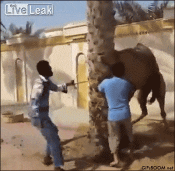 Name:  E2oY3it.gif
Views: 4
Size:  1.45 MB