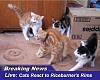 funny-cats-lolcats-animal-cruelty.jpg