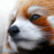 daveyboy